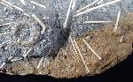 Acrosalenia hemicidaroides WRIGTH 1851 - Bild © FossNet FossilienStore